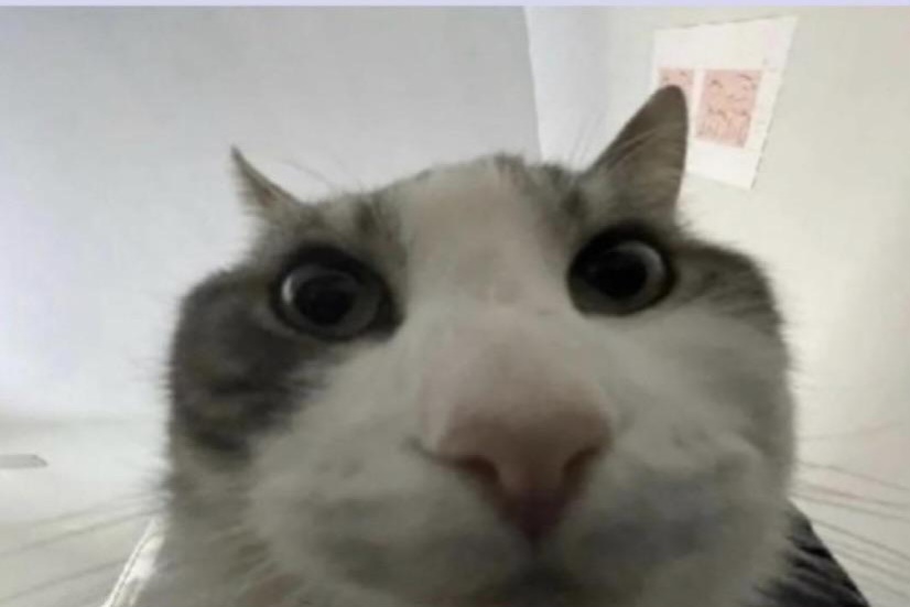 Cat asset 1