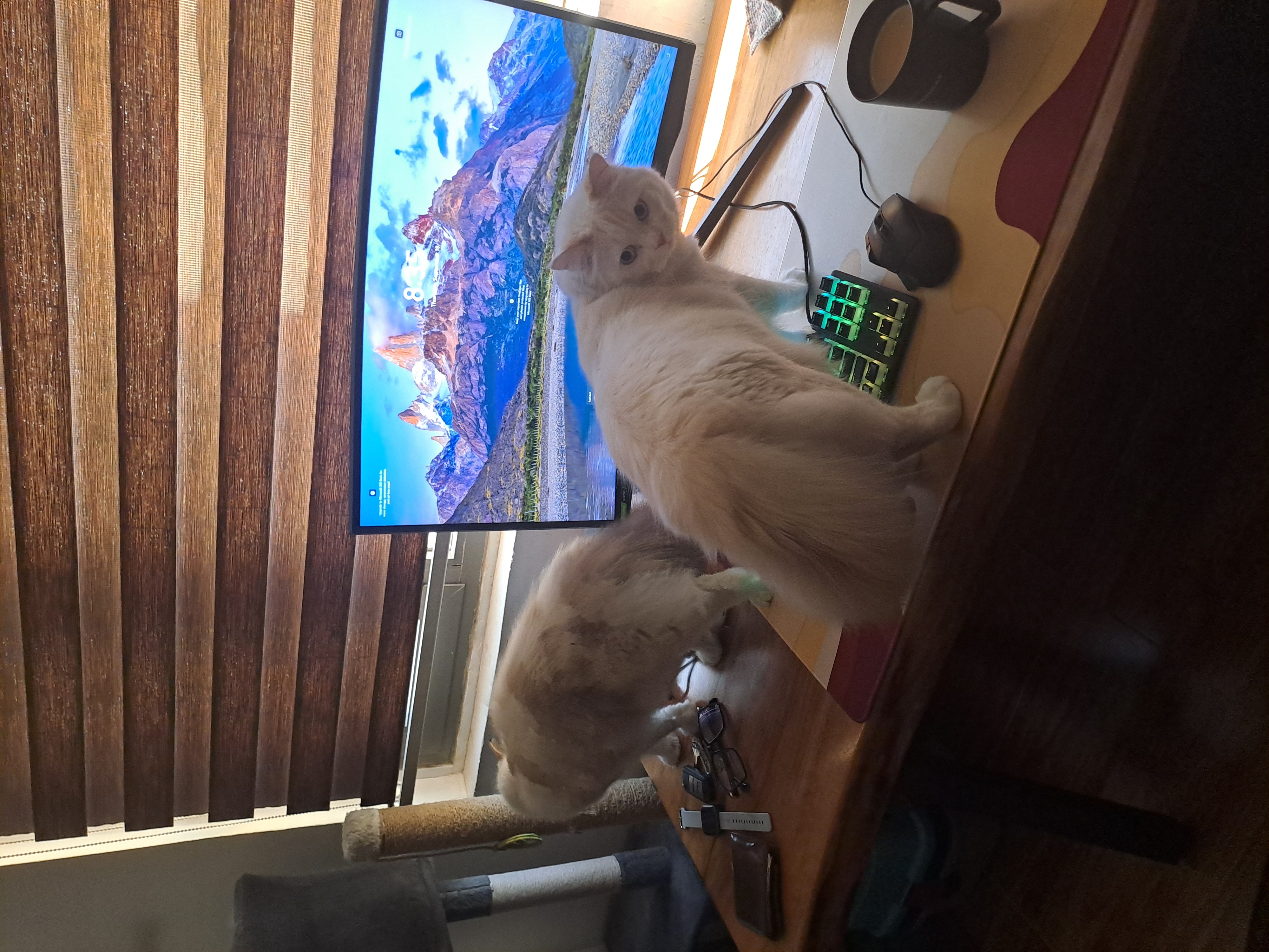 Cat asset 2