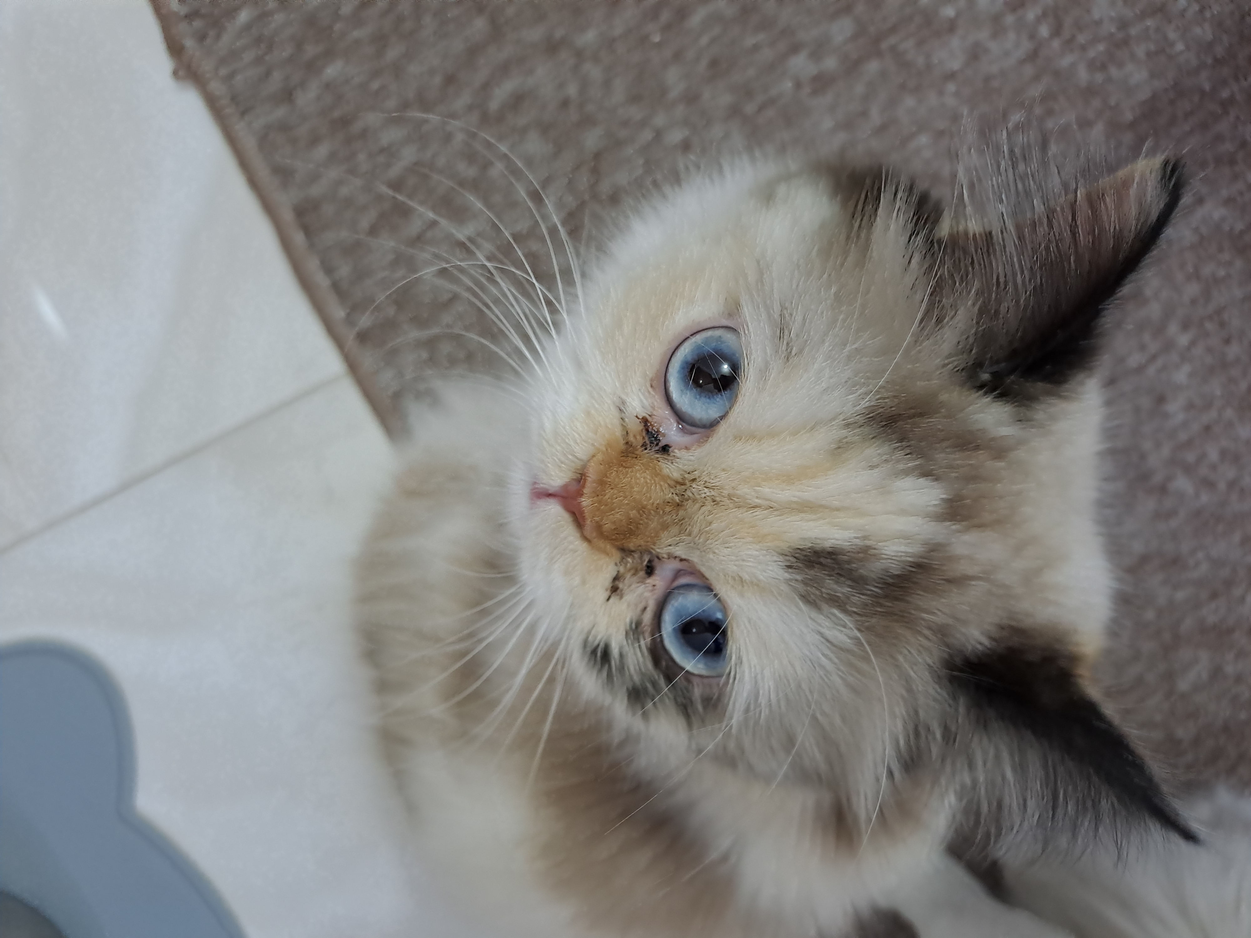 Cat asset 3