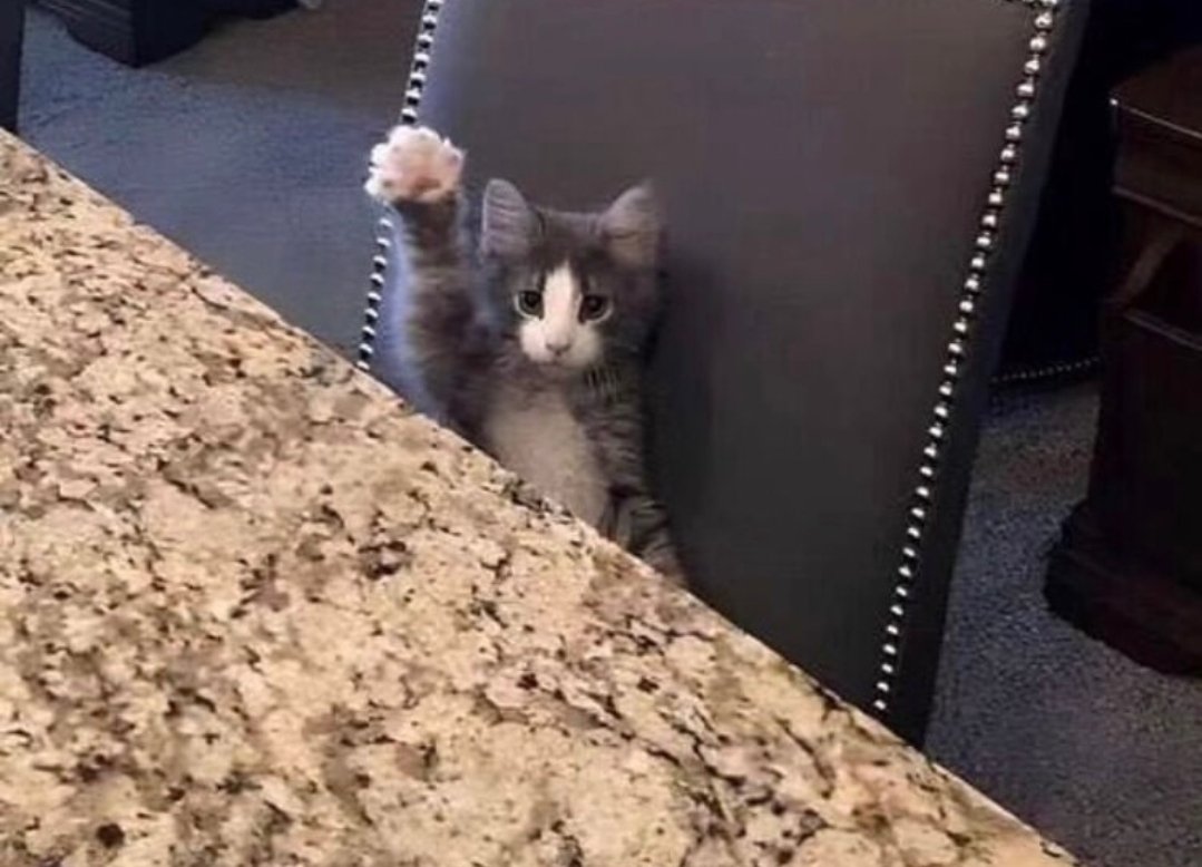 Cat asset 4
