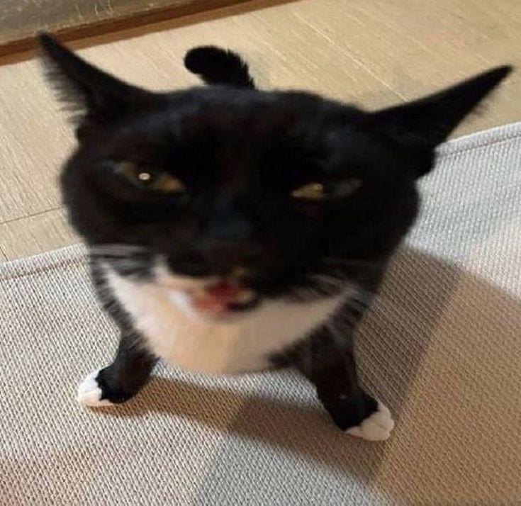 Cat asset 5