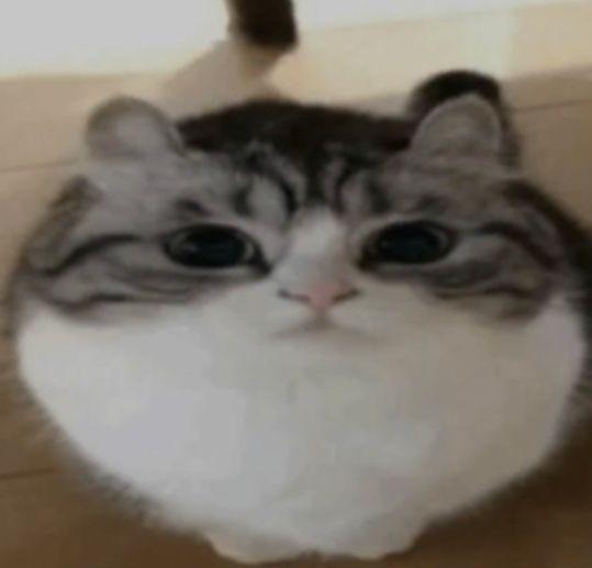 Cat asset 6