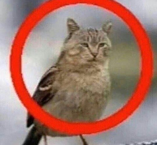 Cat asset 8