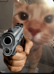 Gunpoint Cat